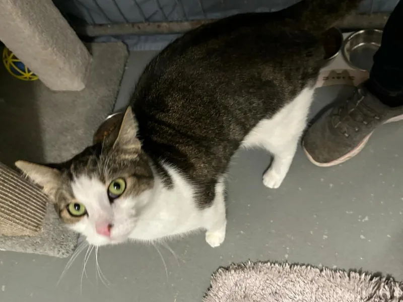 Kaa Fee Sponsored By thumbnail 4