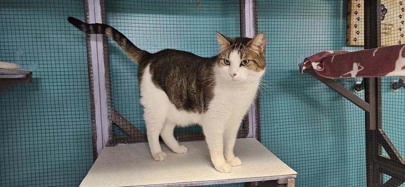 Kaa Fee Sponsored By thumbnail 5