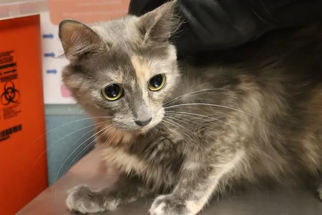 A young small-sized female Domestic Short Hair cat named Bluey for adoption in Columbia, SC