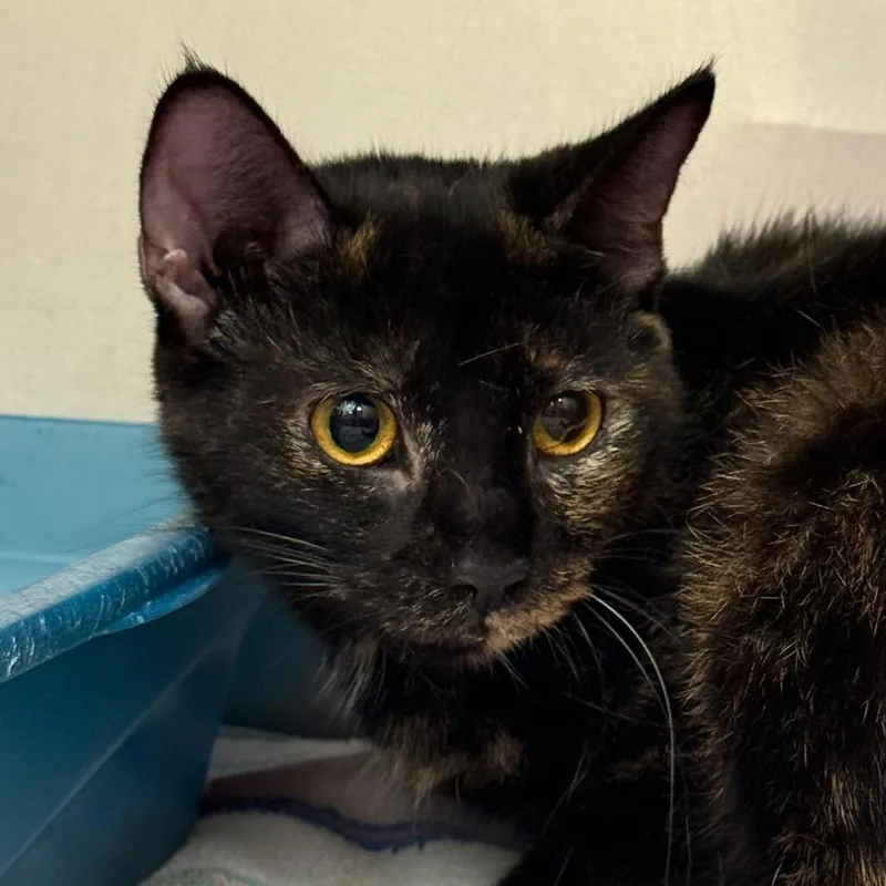 An adult medium-sized female Domestic Short Hair cat named #19 for adoption in Perkiomenville, PA
