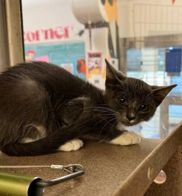 A baby small-sized female Domestic Short Hair cat named Princess Abi for adoption in Austin, TX