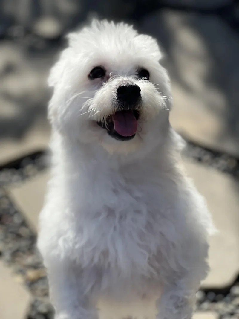 An adult small-sized male White / Cream Maltipoo dog named Zukey~ Sweet Maltipoo for adoption in Encino, CA