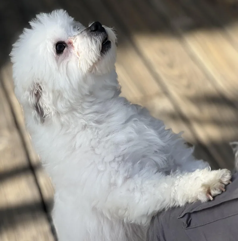 Zukey~ Sweet Maltipoo thumbnail 2