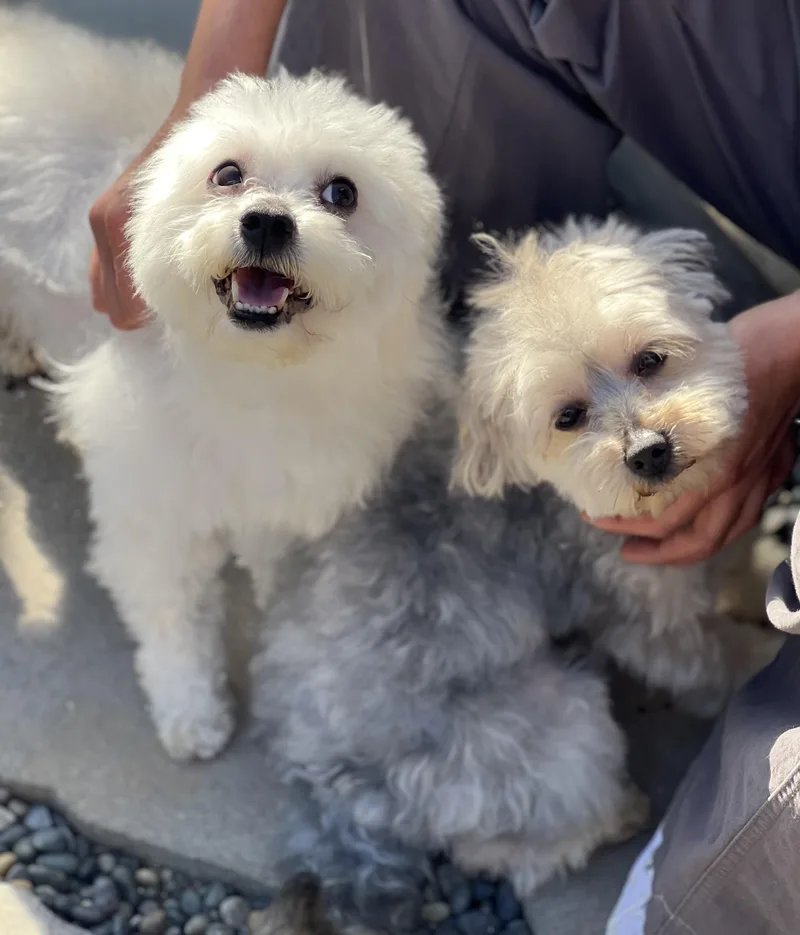 Zukey~ Sweet Maltipoo thumbnail 3