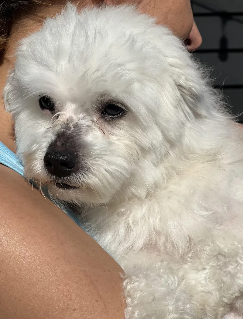 Zukey~ Sweet Maltipoo thumbnail 4