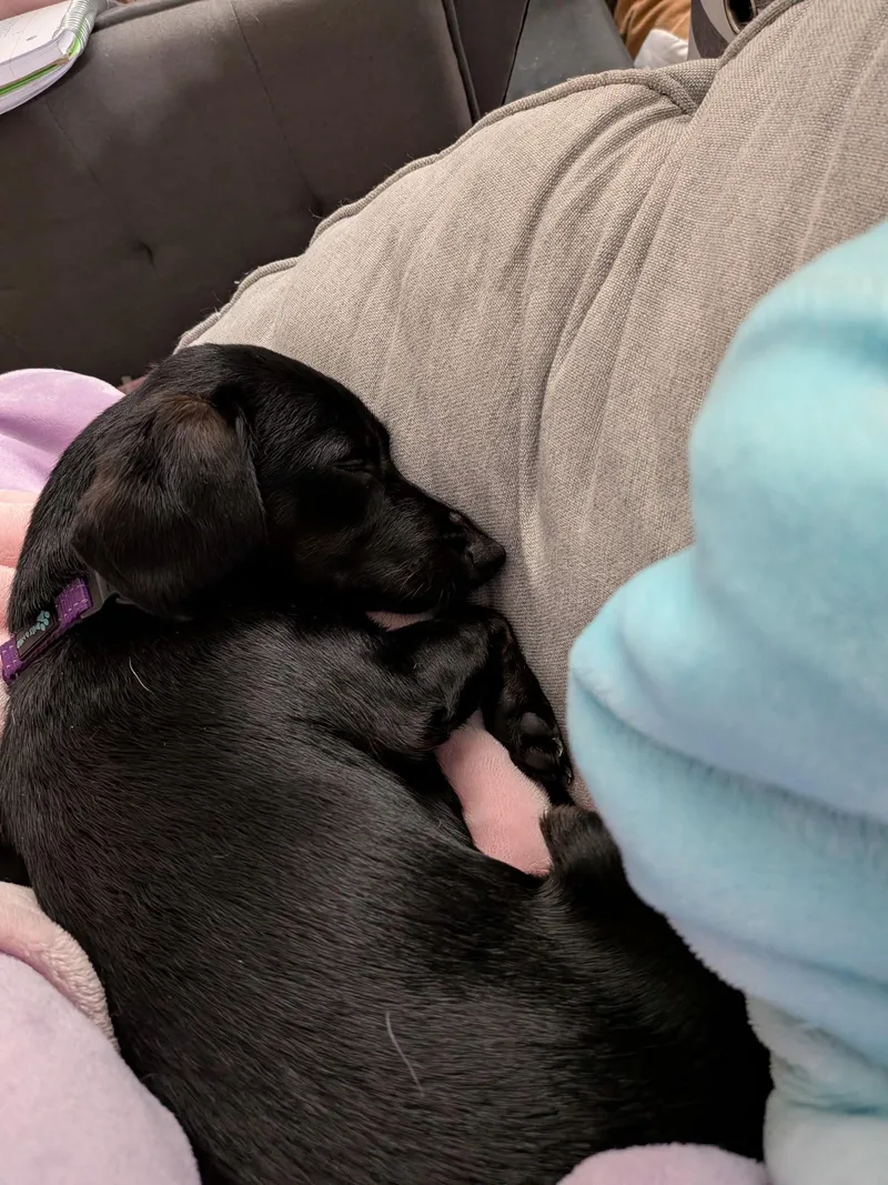 Olivia thumbnail 3