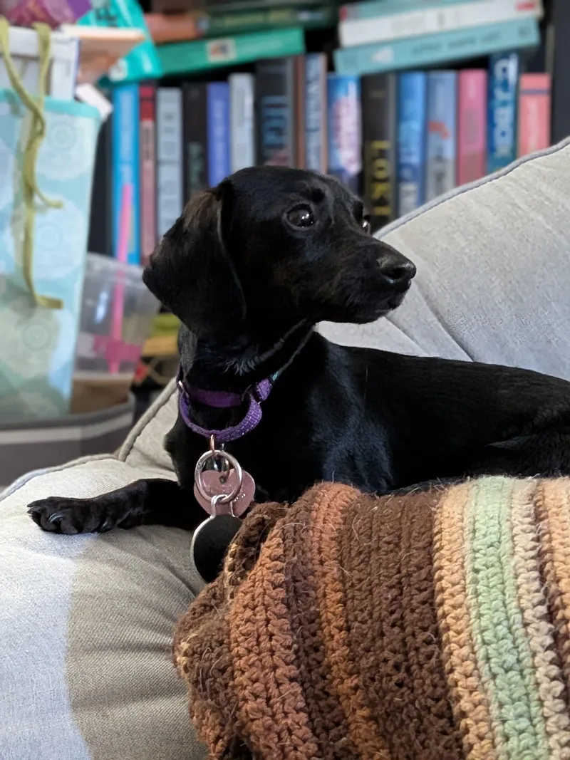 Olivia thumbnail 5