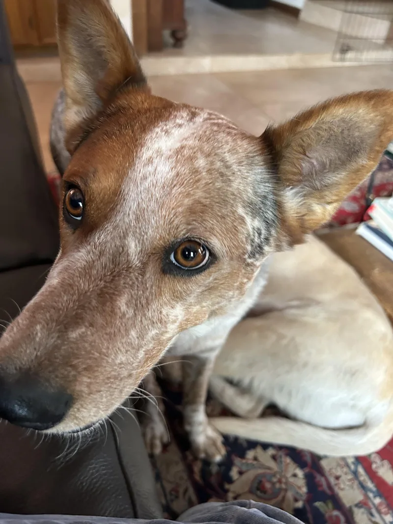 An adult medium-sized male Australian Cattle Dog / Blue Heeler dog named Taiyo for adoption in Pflugerville, TX