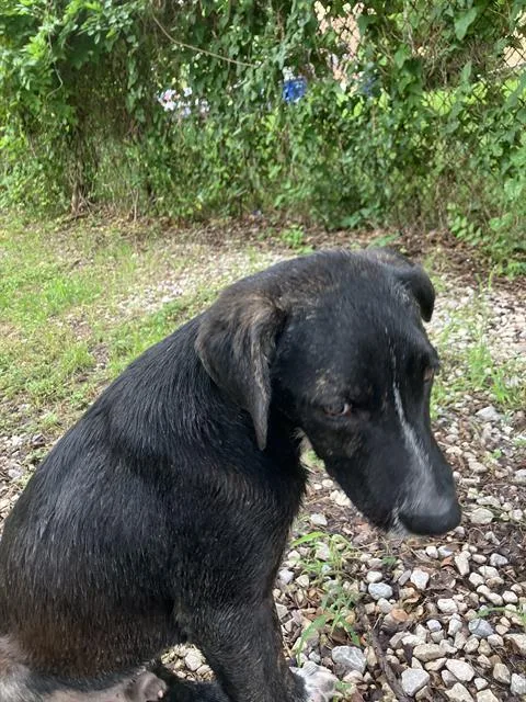 A baby large-sized female Mixed Breed dog named Charlie for adoption in Dallas, TX