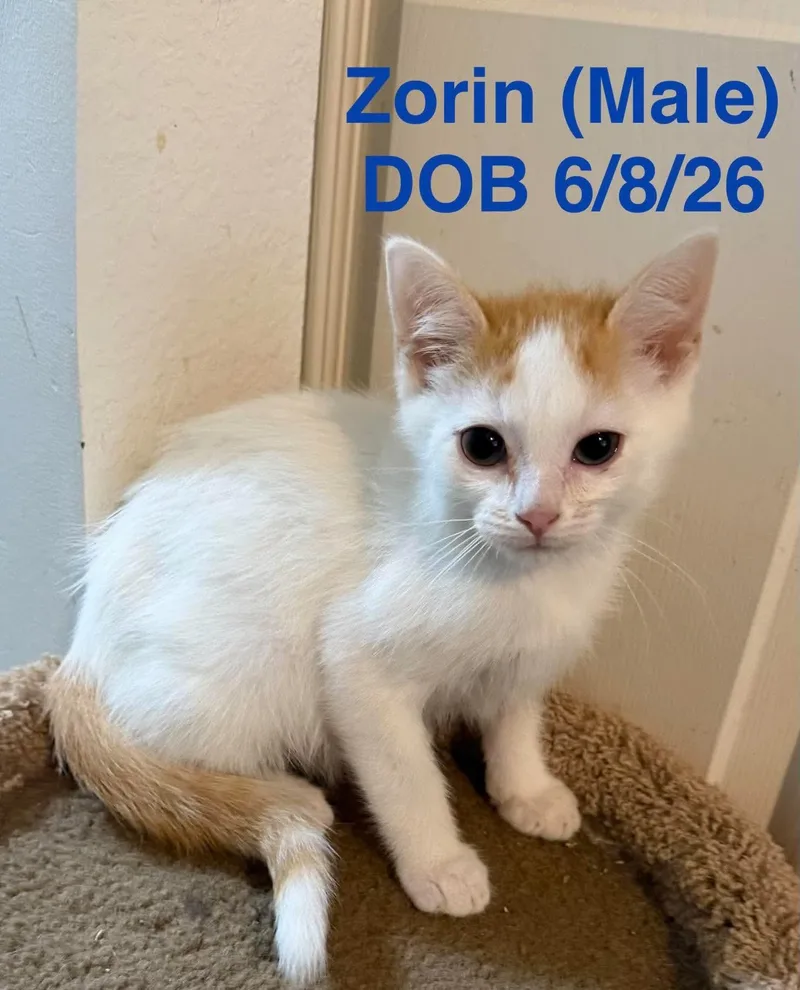 A young medium-sized male Domestic Short Hair cat named Zorin for adoption in Houghton Lake, MI