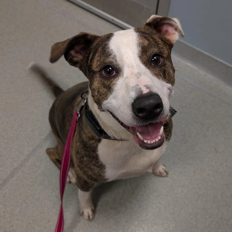 An adult large-sized female Pit Bull Terrier dog named Nala for adoption in New Castle, DE