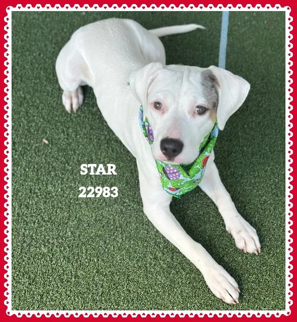 A baby medium-sized female White / Cream Pit Bull Terrier dog named Star for adoption in Marietta, GA
