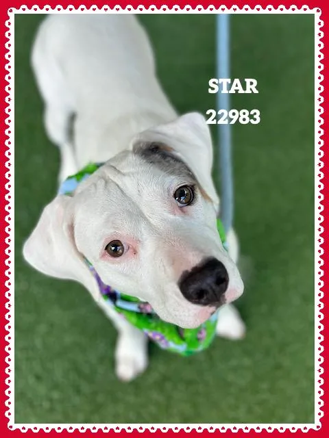 Star thumbnail 5