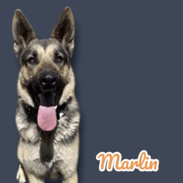 An adult large-sized male Yellow / Tan / Blond / Fawn German Shepherd Dog dog named Marlin for adoption in Scottsdale, AZ