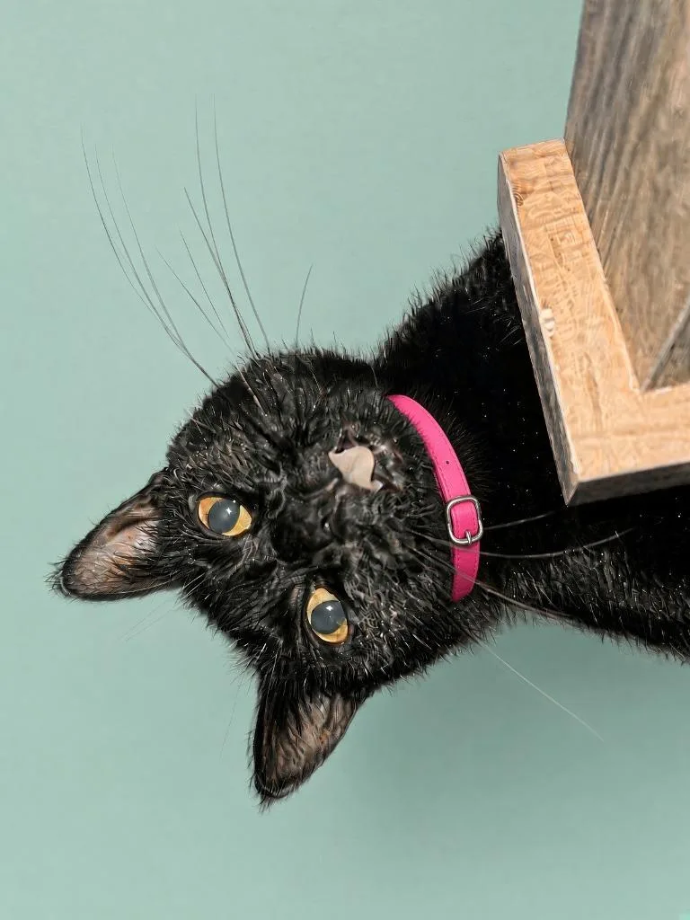 A young large-sized female Domestic Short Hair cat named Spidy for adoption in Fort Myers, FL