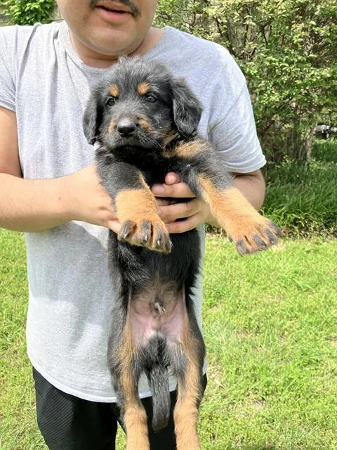 A baby large-sized male Mixed Breed dog named Jay for adoption in Dallas, TX