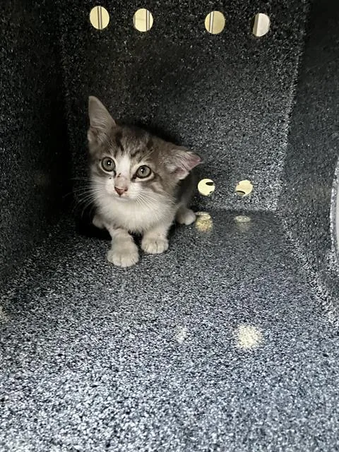 A baby small-sized male Domestic Short Hair cat named Scooter for adoption in Dallas, TX