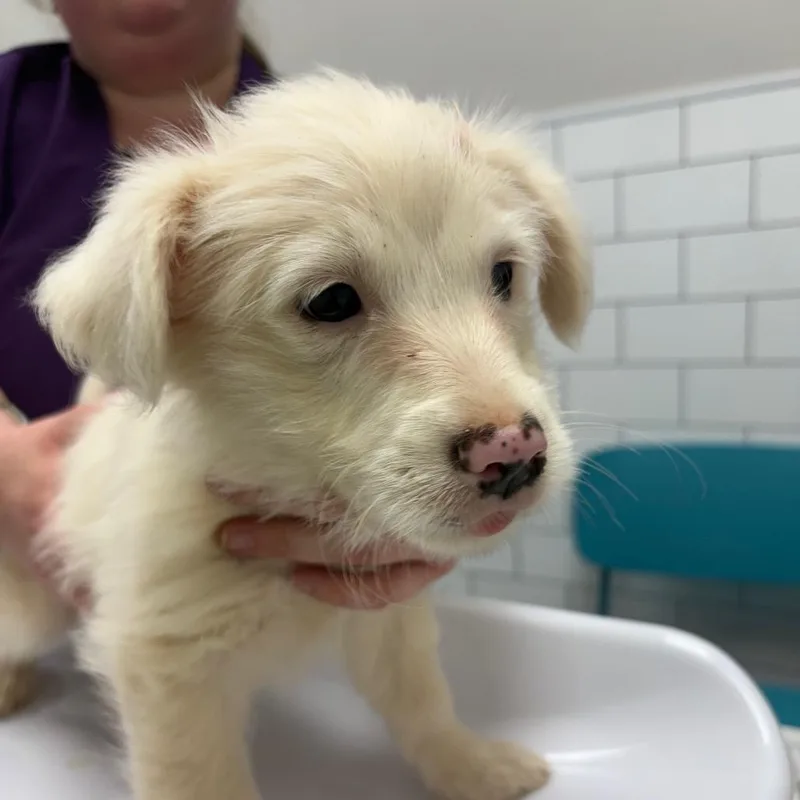 A baby small-sized female White / Cream Terrier dog named Ghost for adoption in Morganton, NC