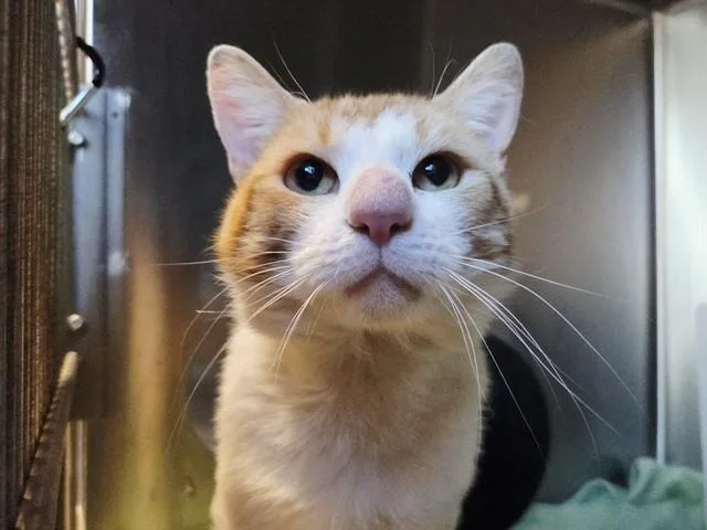 An adult medium-sized male Domestic Short Hair cat named Ollie for adoption in Martinez, CA