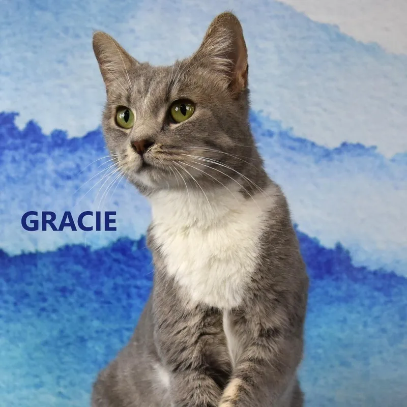 An adult medium-sized female Gray / Blue / Silver Domestic Short Hair cat named Gossip for adoption in Kanab, UT
