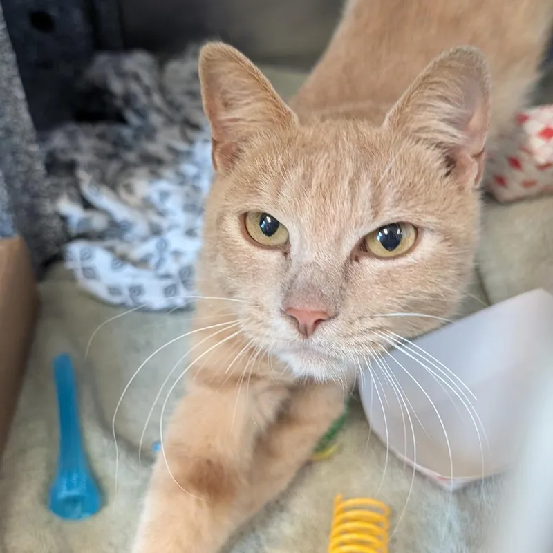 An adult medium-sized female Buff / Tan / Fawn Domestic Short Hair cat named Sandie for adoption in Birdsboro, PA