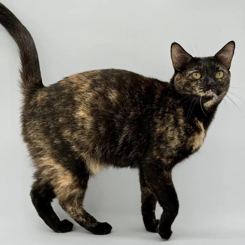 A young small-sized female Tortoiseshell Domestic Short Hair cat named Piper for adoption in Los Angeles, CA