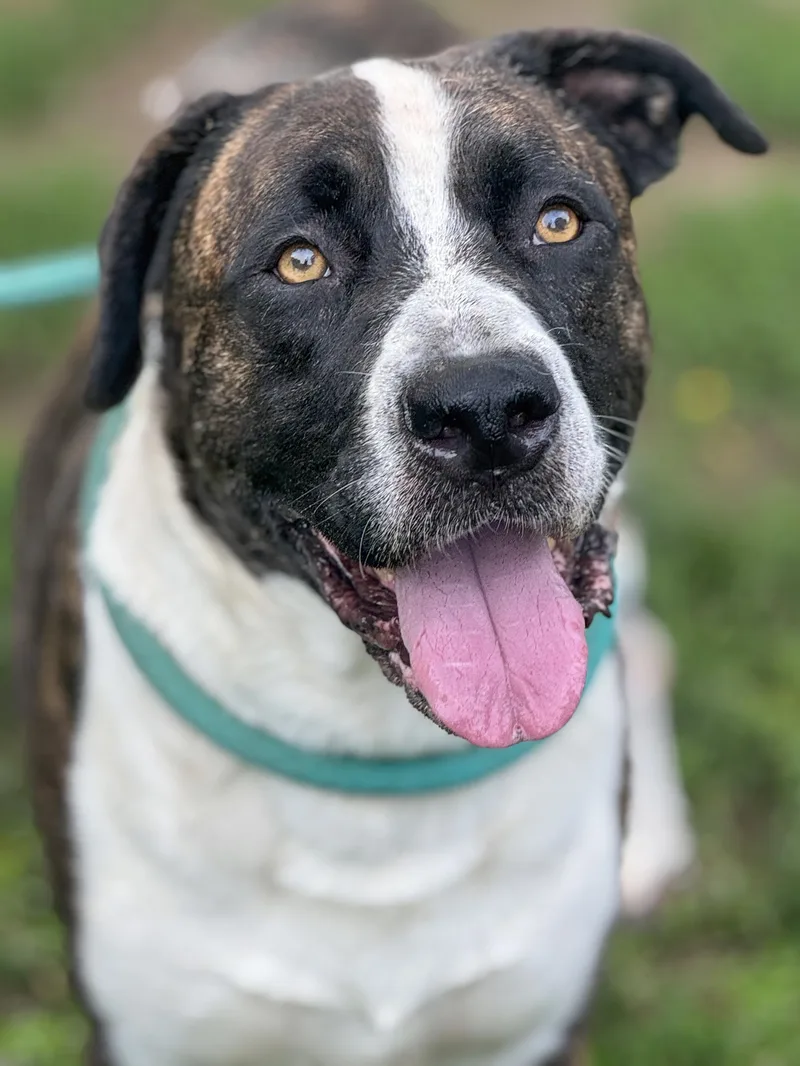 An adult large-sized male Brindle Mixed Breed dog named Wyatt for adoption in Anderson, IN