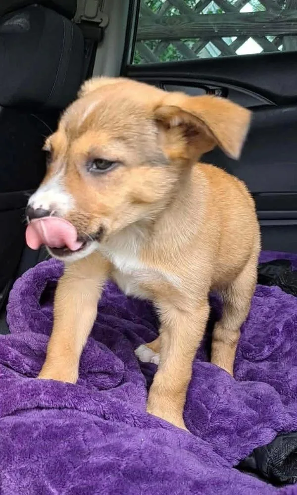A baby medium-sized female Brown / Chocolate Shepherd dog named Mina for adoption in Shawnee, OK