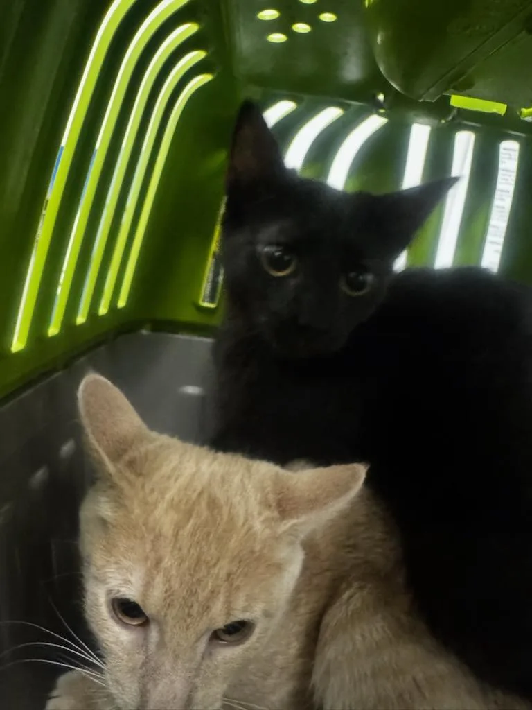 A baby small-sized female Domestic Short Hair cat named Jessie for adoption in Van Nuys, CA