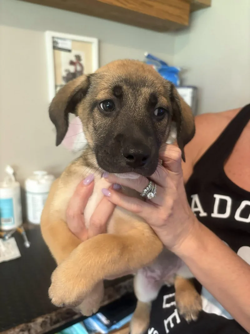 A baby large-sized male Mixed Breed dog named Kareem for adoption in LEMONT, IL