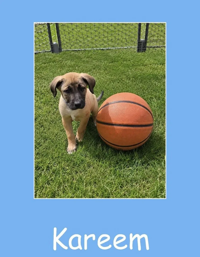 Kareem thumbnail 3