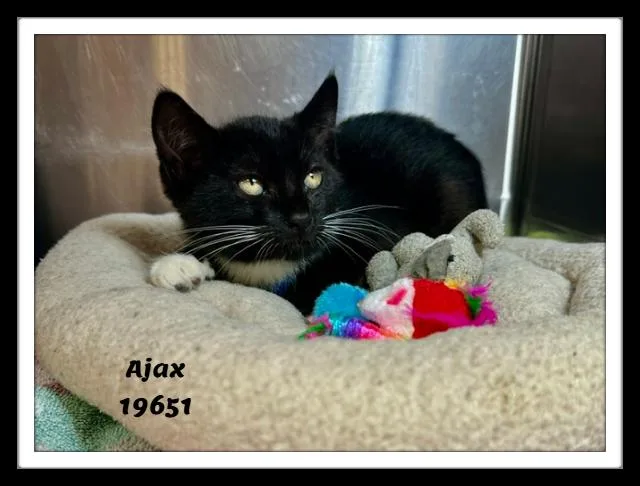 A baby medium-sized male Black & White / Tuxedo Domestic Short Hair cat named Ajax for adoption in Marietta, GA