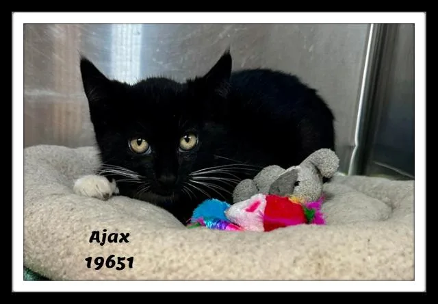 Ajax thumbnail 2