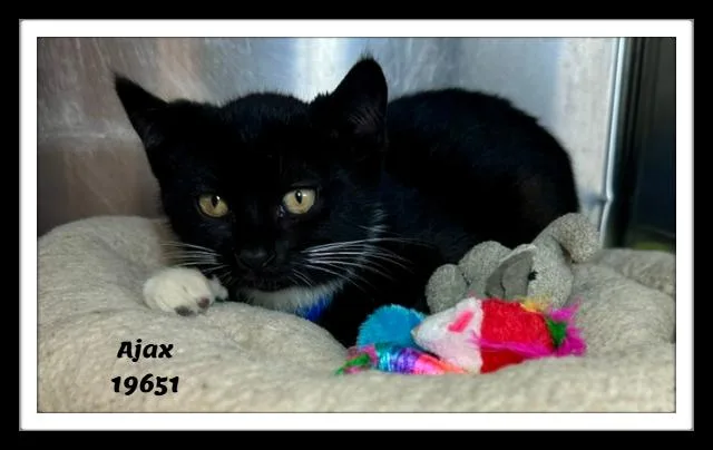 Ajax thumbnail 3