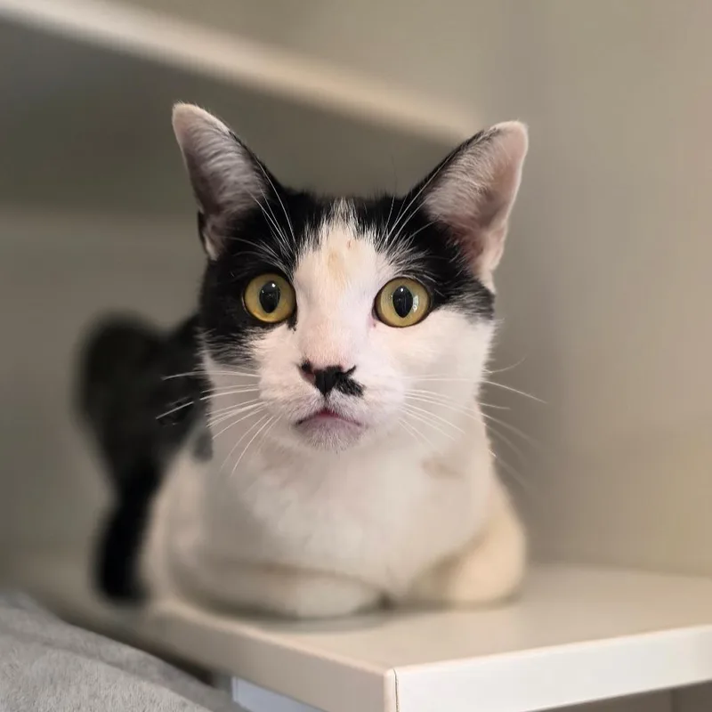An adult medium-sized female Black Domestic Short Hair cat named Candy corn for adoption in Buellton, CA
