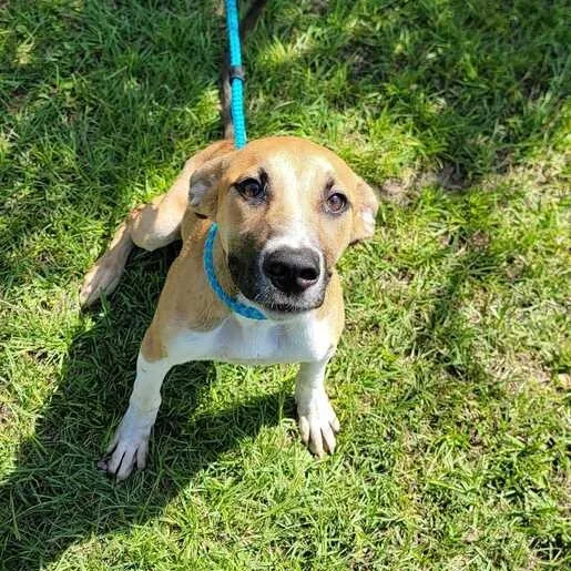 A baby medium-sized female Yellow / Tan / Blond / Fawn Shepherd dog named Eve for adoption in Valdosta, GA