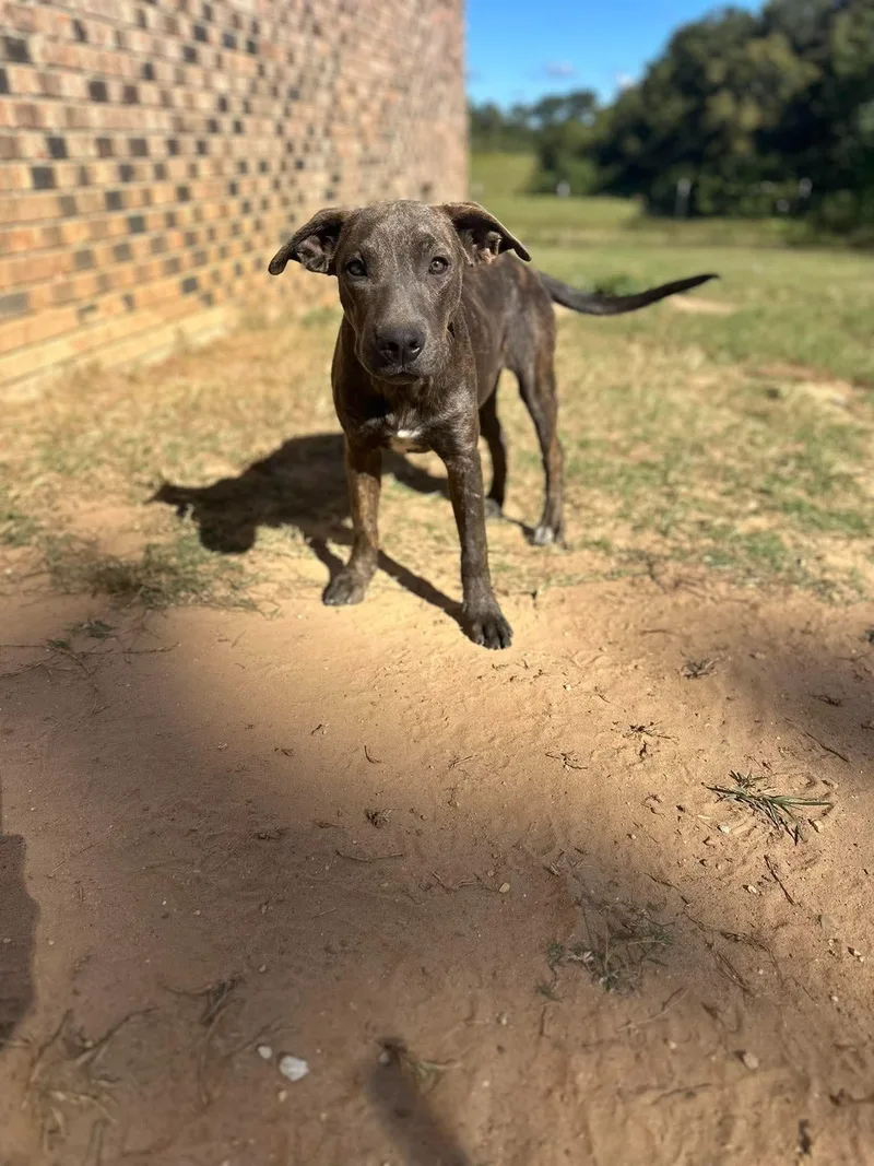 A baby medium-sized female Pit Bull Terrier dog named Dixie for adoption in Semmes, AL