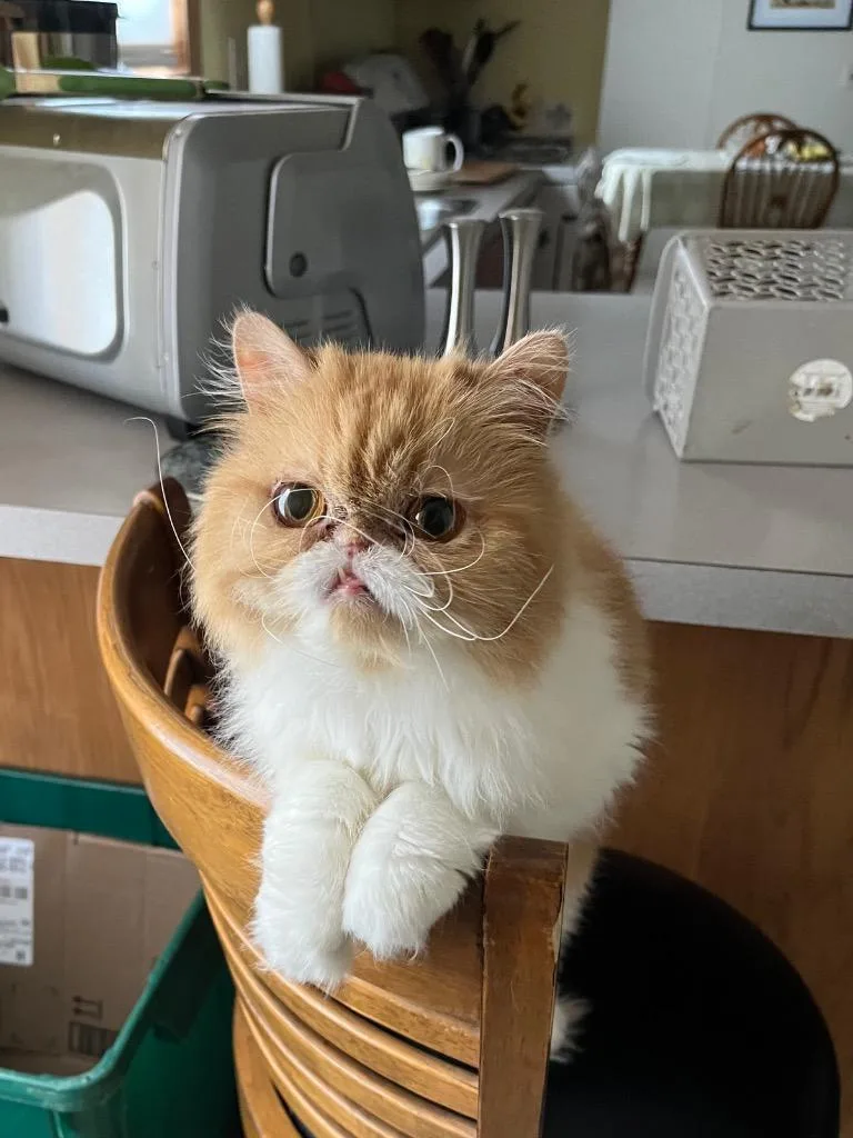 Cindy Lou thumbnail 2