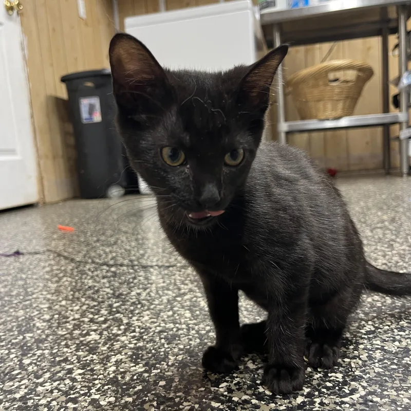 A baby small-sized female Black Domestic Short Hair cat named Void for adoption in McKenzie, TN