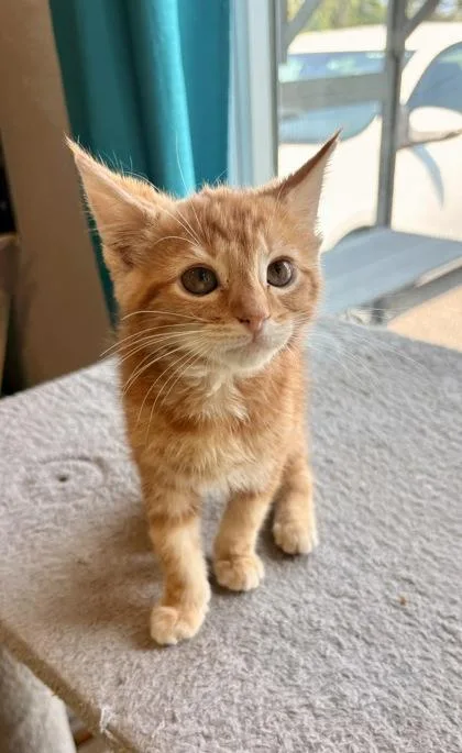A baby small-sized male Domestic Short Hair cat named Mango for adoption in Paducah, KY