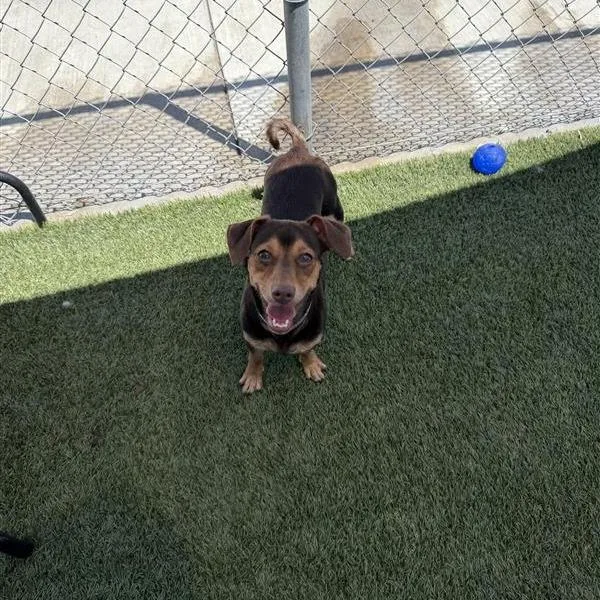 A young small-sized male Brown / Chocolate Chihuahua dog named Brownie for adoption in Long Beach, CA