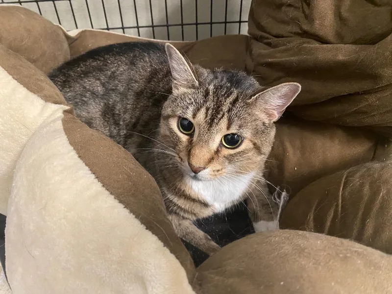 I Can't Believe It's thumbnail 2