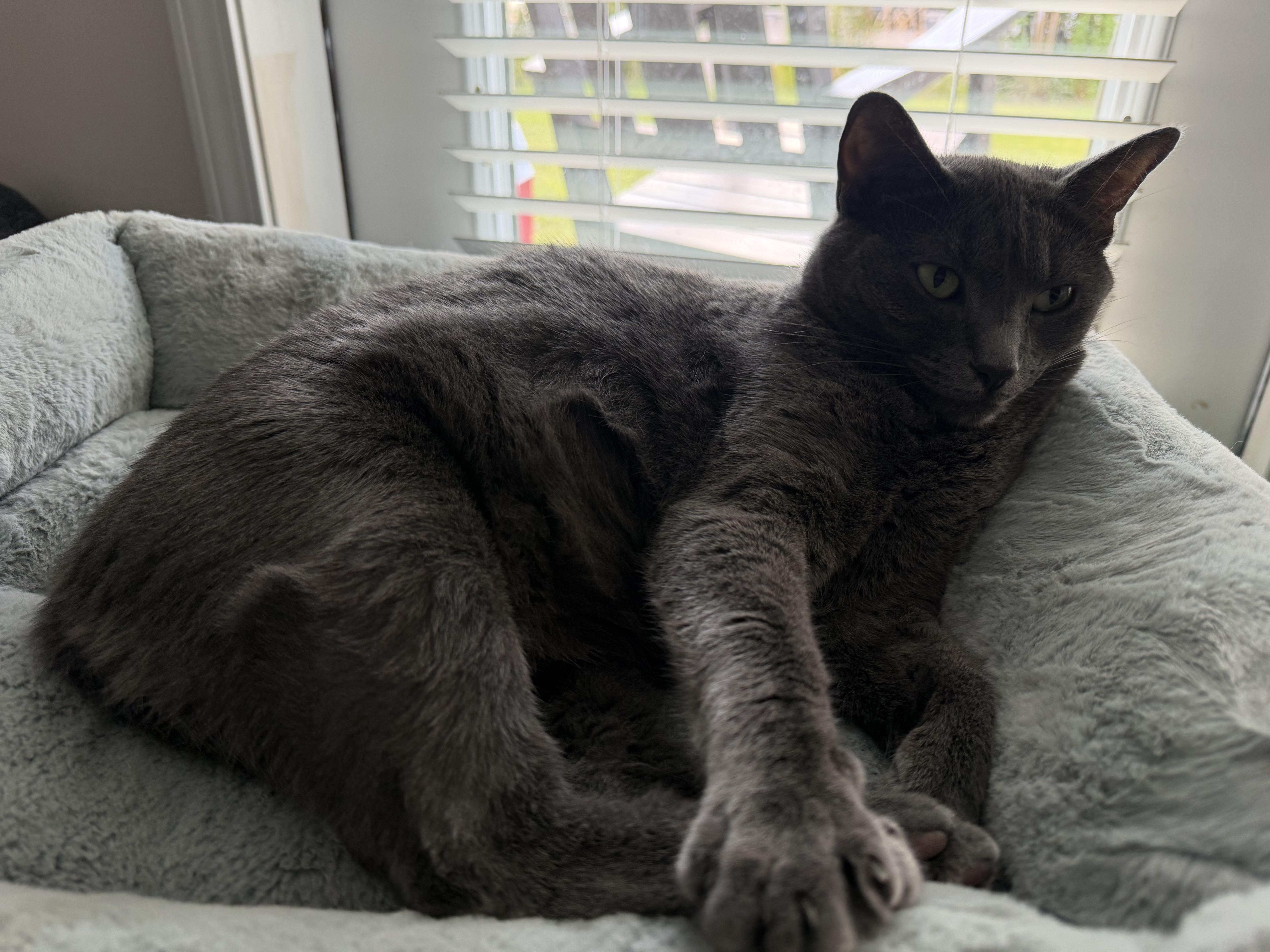 An adult medium-sized female Gray / Blue / Silver Russian Blue cat named Lucy for adoption in North Myrtle Beach, SC