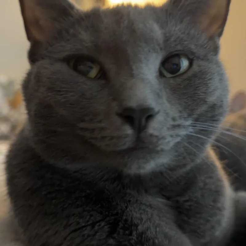 Lucy thumbnail 3