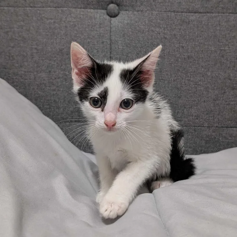 A baby small-sized female White Domestic Short Hair cat named Claude for adoption in Valdosta , GA