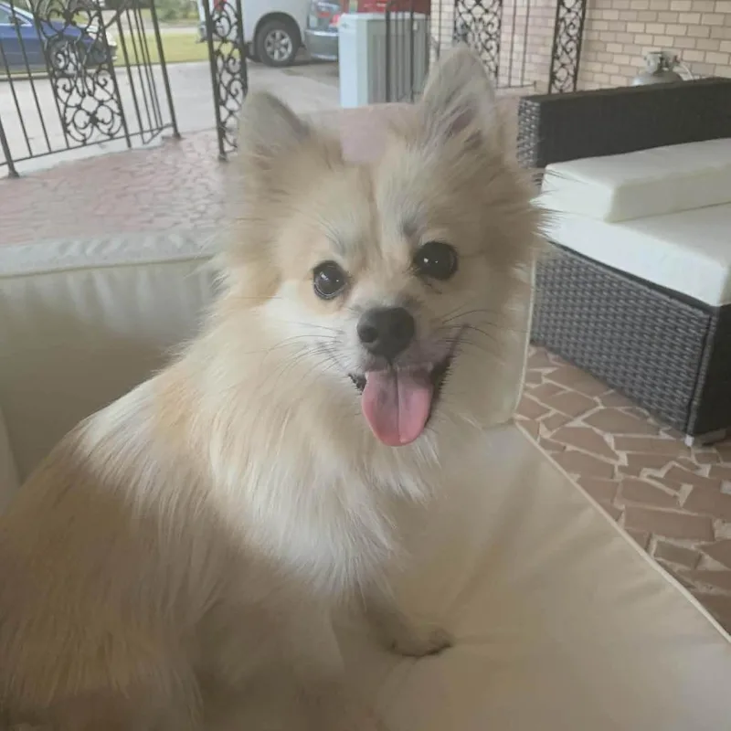 A senior small-sized male Brown / Chocolate Pomeranian dog named Ziggy for adoption in Enterprise, AL