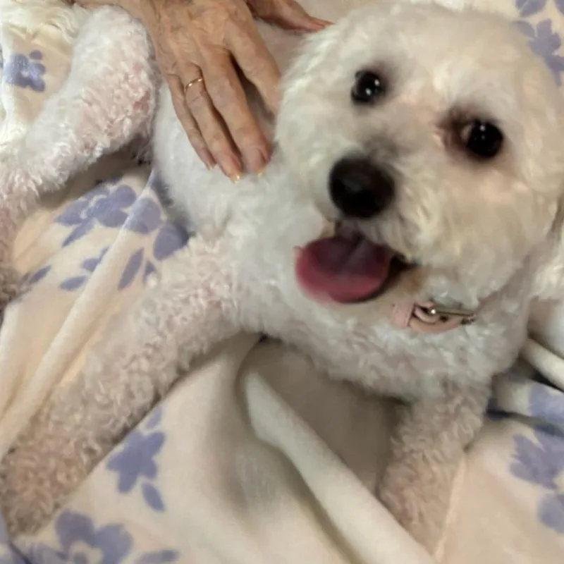 An adult small-sized female White / Cream Bichon Frise dog named Lulu for adoption in Jupiter, FL