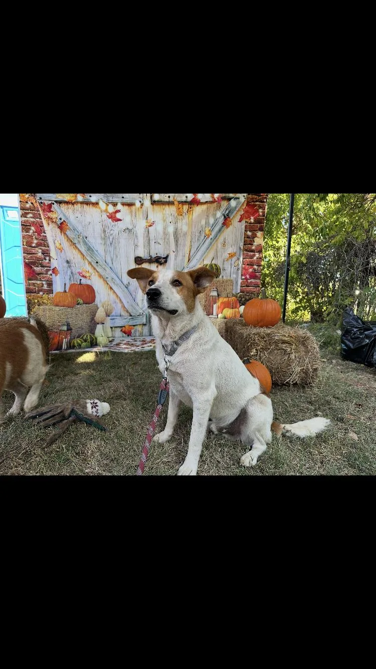 Buster thumbnail 4