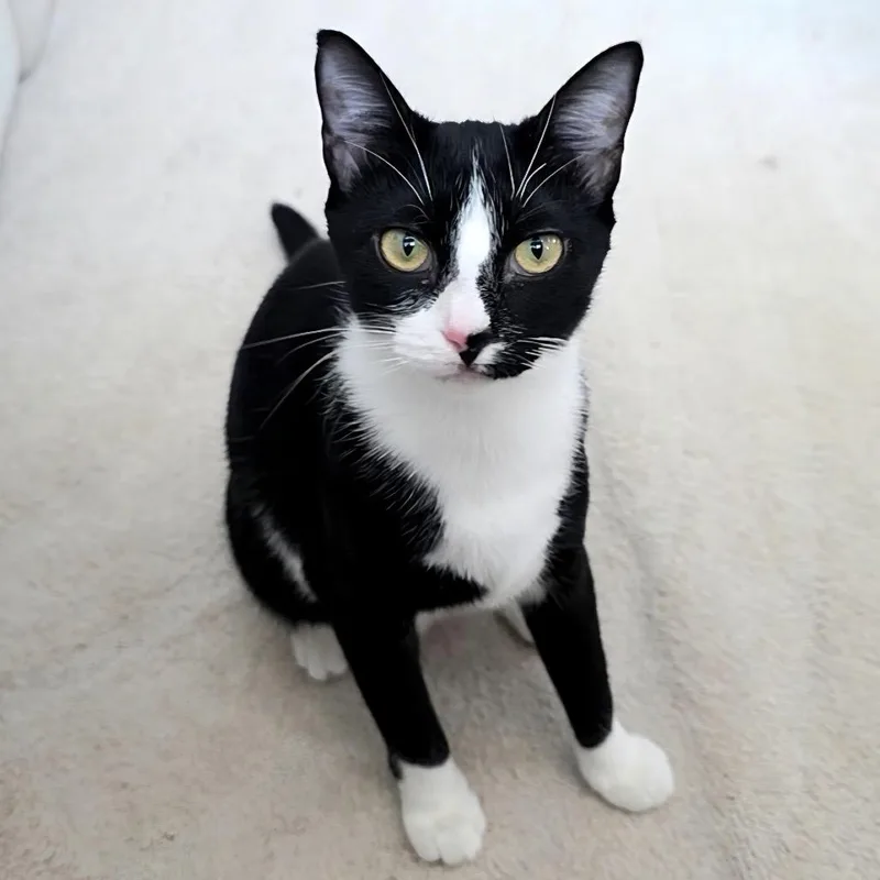A young small-sized female Black Domestic Short Hair cat named Pepper for adoption in Denison, TX
