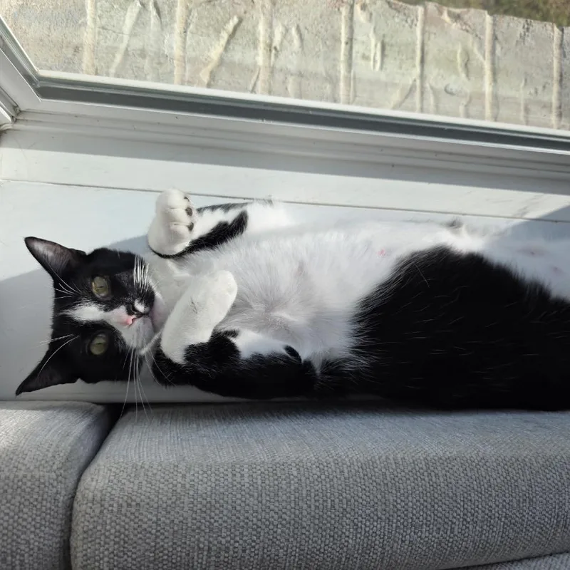 Pepper thumbnail 2